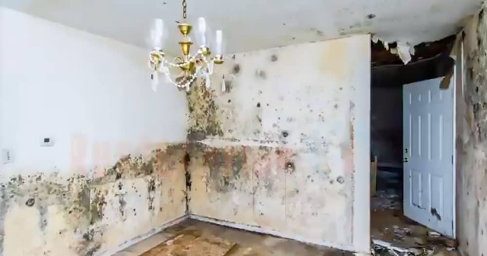 Mold on Walls from hurricane